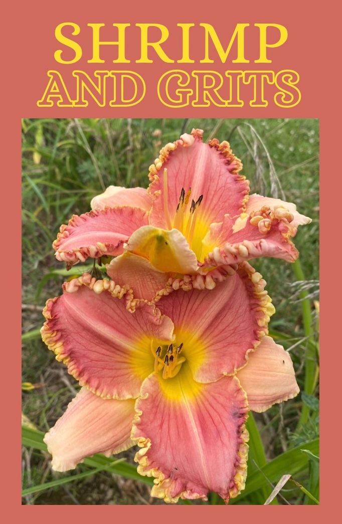 Shrimp and Grits Daylily @daylilyconnection