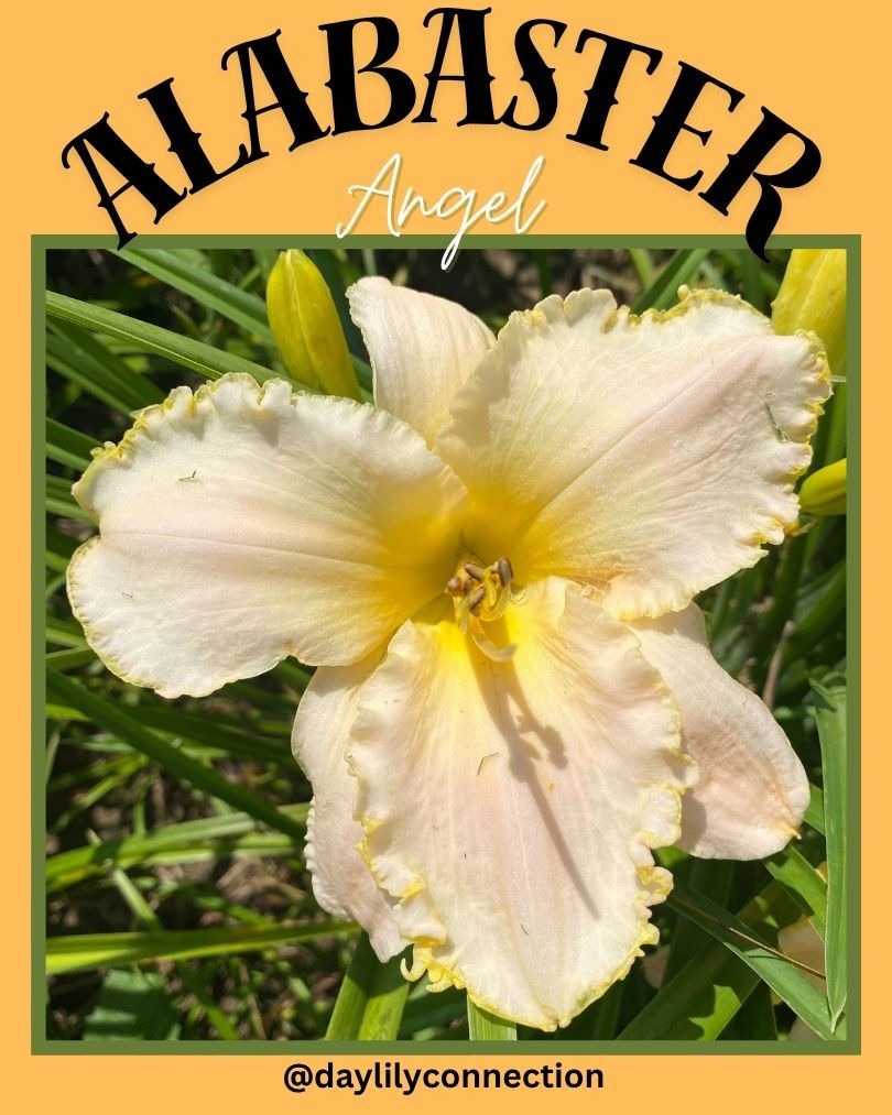 Alabaster Angel @daylilyconnection