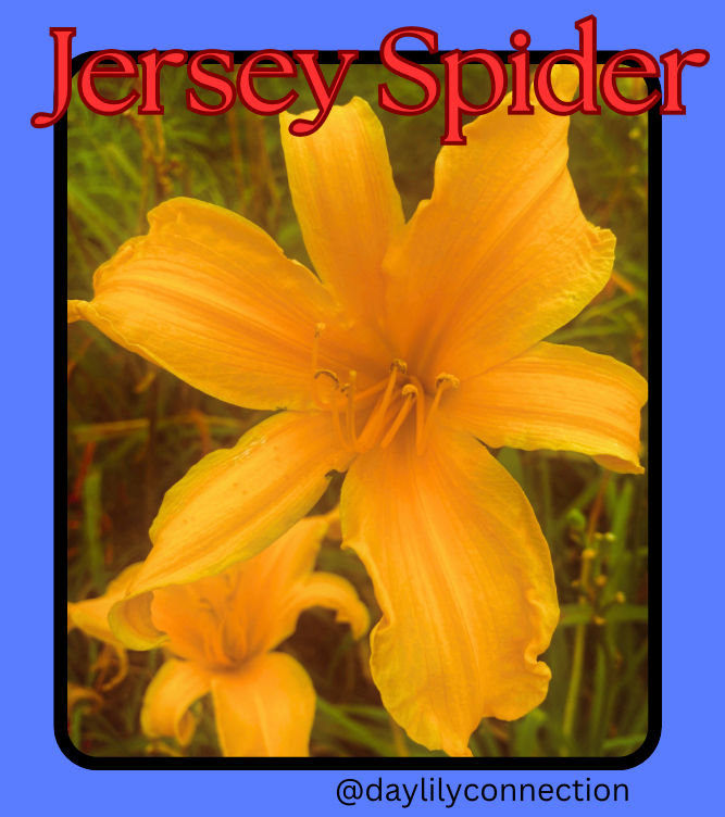 Jersey Spider Daylily @daylilyconnection