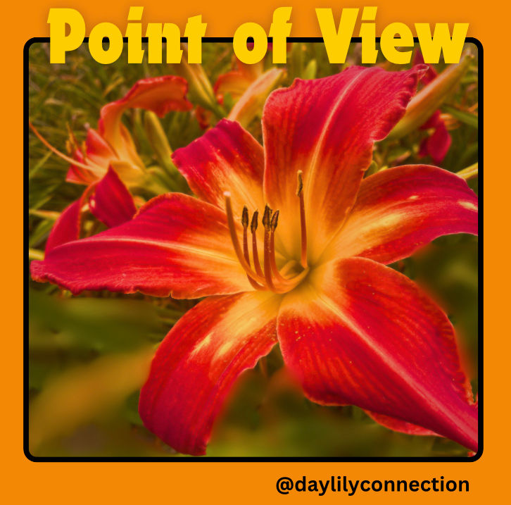 Point of View Daylily @daylilyconnection