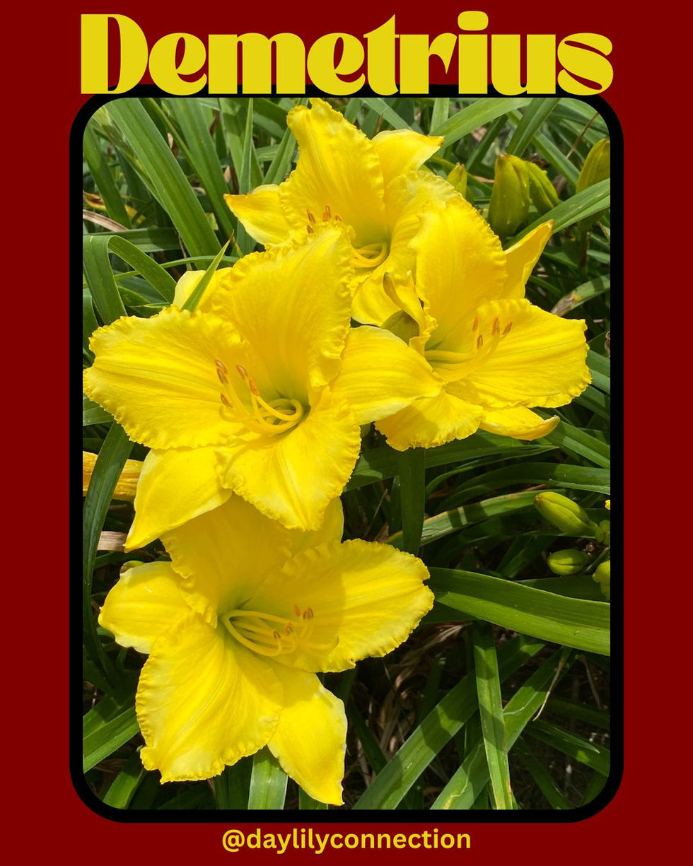 Demetrius @daylilyconnection