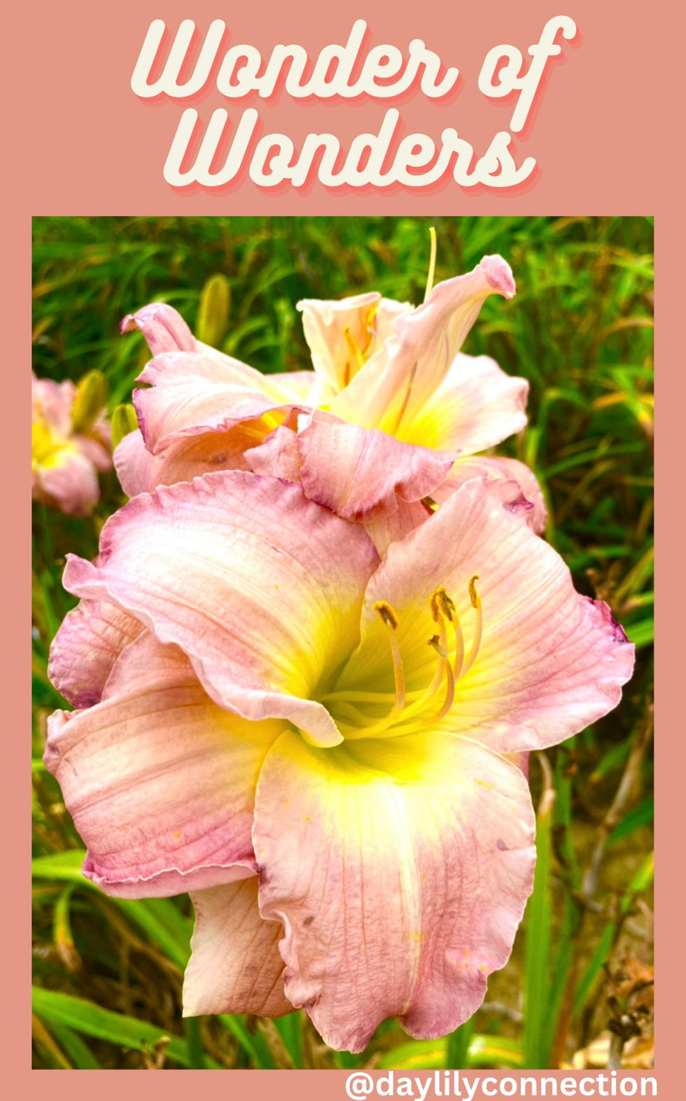 Wonder of Wonders Daylily @daylilyconnection