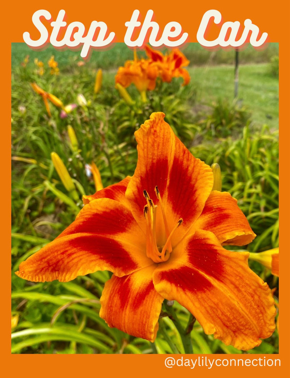 Stop the Car Daylily @daylilyconnection