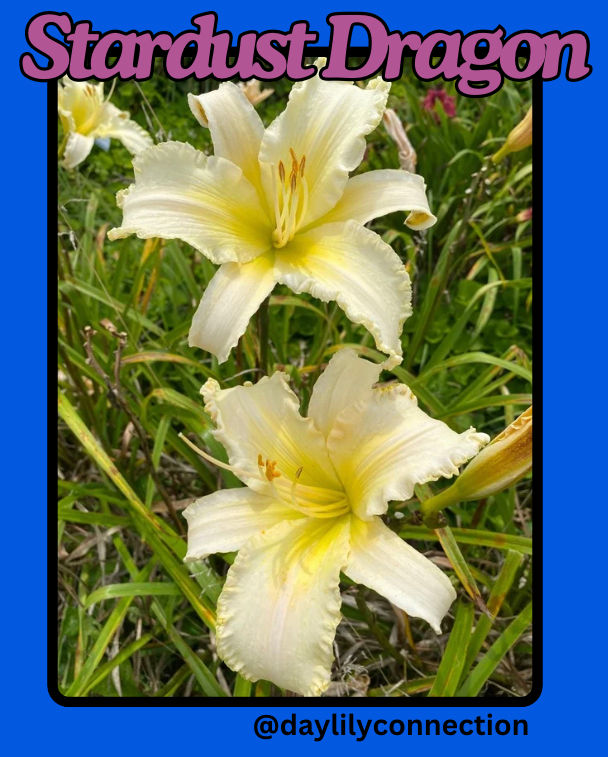 Stardust Dragon Daylily @daylilyconnection