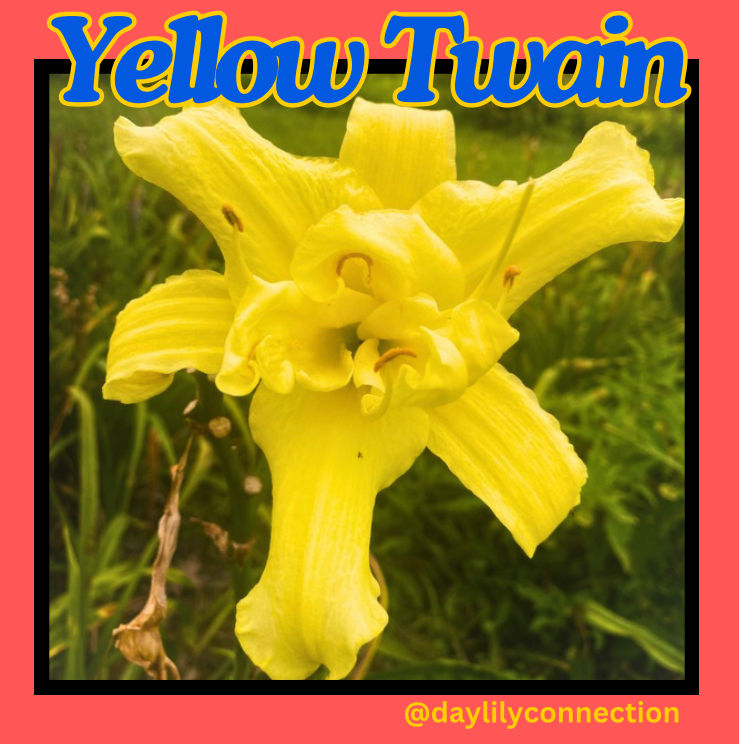 Yellow Twain Daylily @daylilyconnection