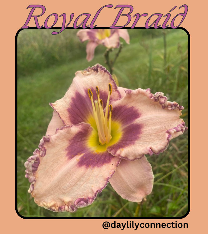 Royal Braid Daylily @daylilyconnection