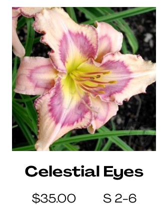 Celestial Eyes