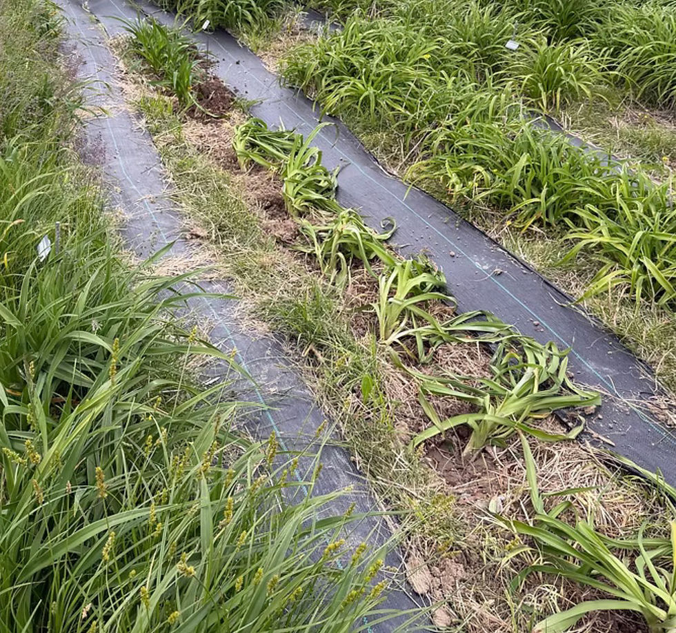 Field work: weeding, new labels, thinning clumps, weed barrier, etc. 