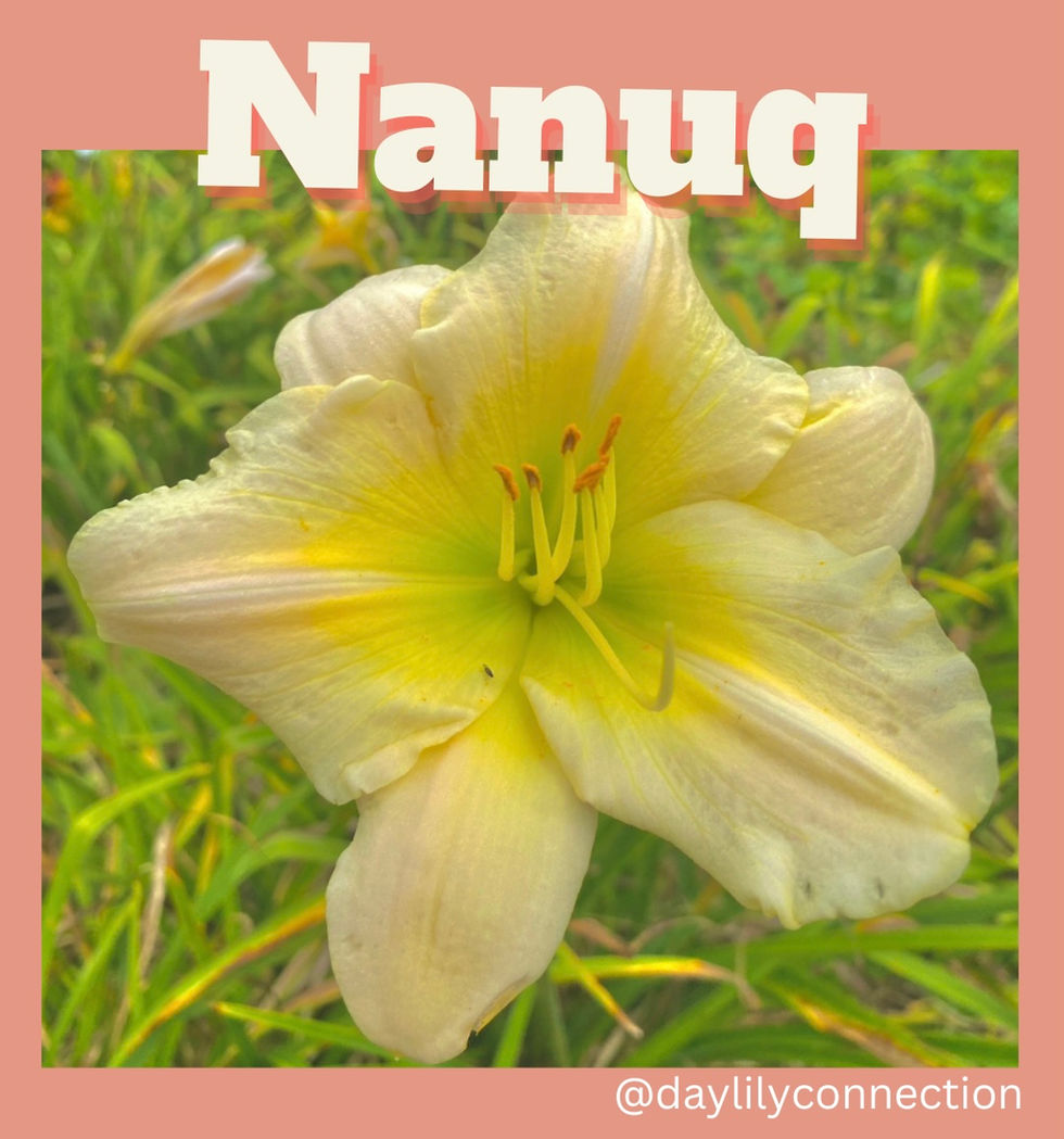 Nanuc Daylily @daylilyconnection