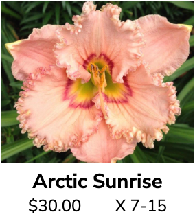 Arctic Sunrise
