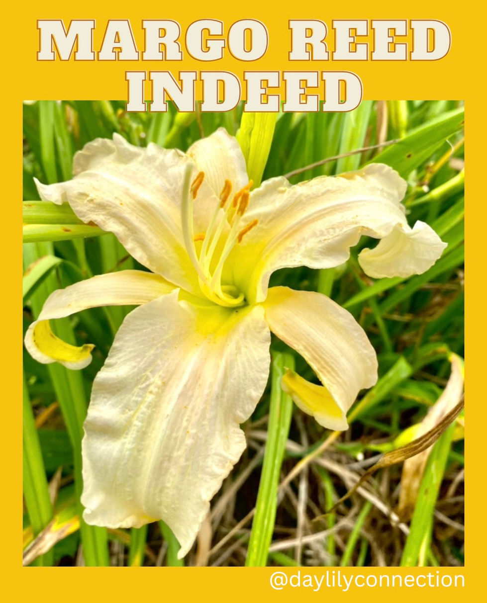 Margo Reed Indeed Daylily @daylilyconnection