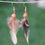 Miniature : Boucles d'oreilles plumes