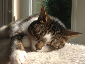 What have pets ever done for us?