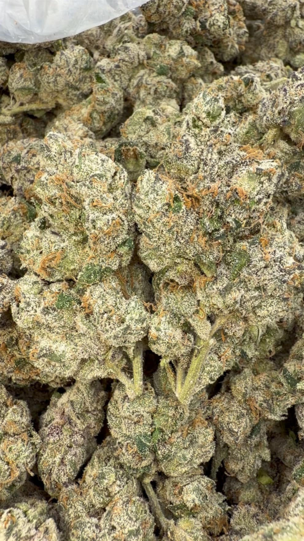 Exotics Dirty Sprite - Bulk - Hybrid