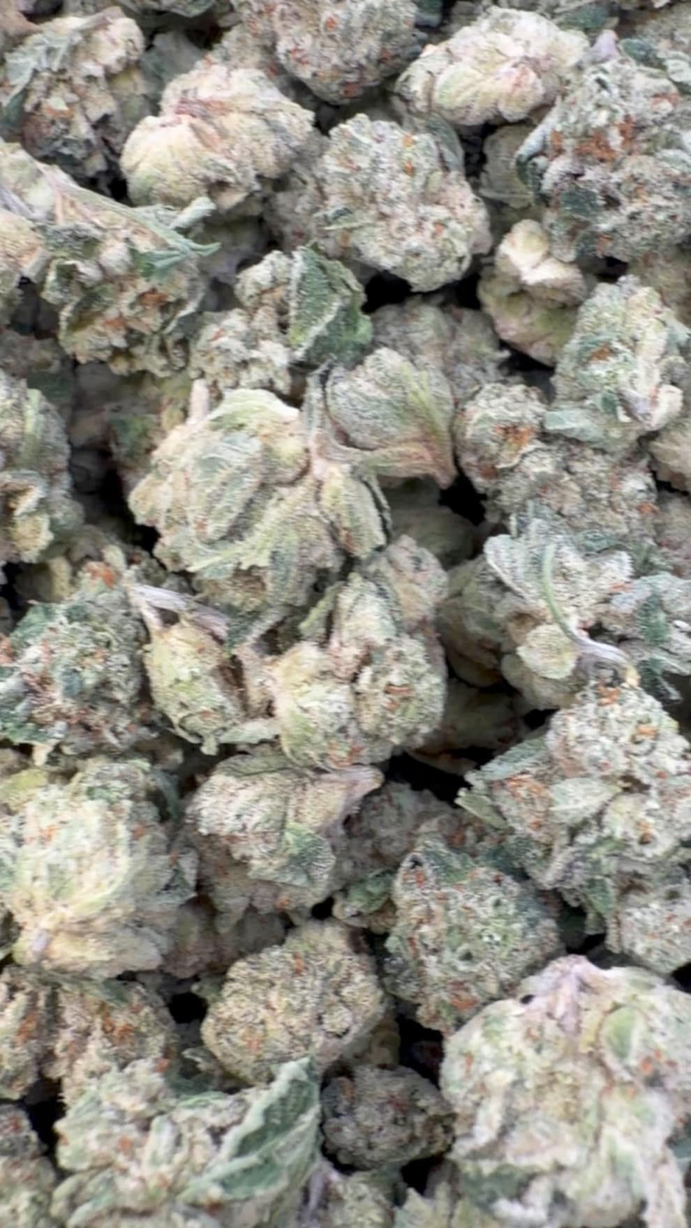 Zlushies Indoor Minis - Bulk Minis - Indica