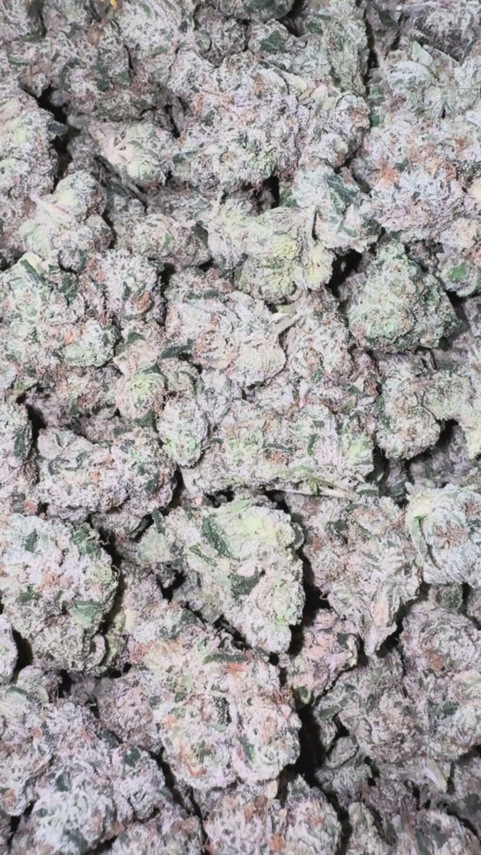 Luxury - Obama Runtz - Bulk - Hybrid