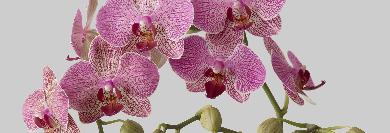 Orchids