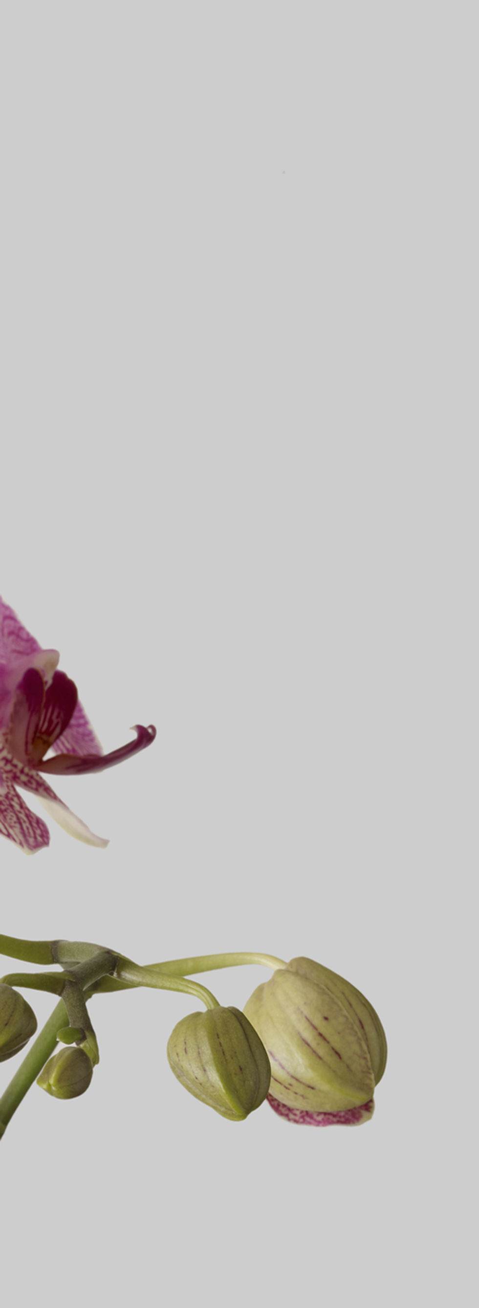 Orchids