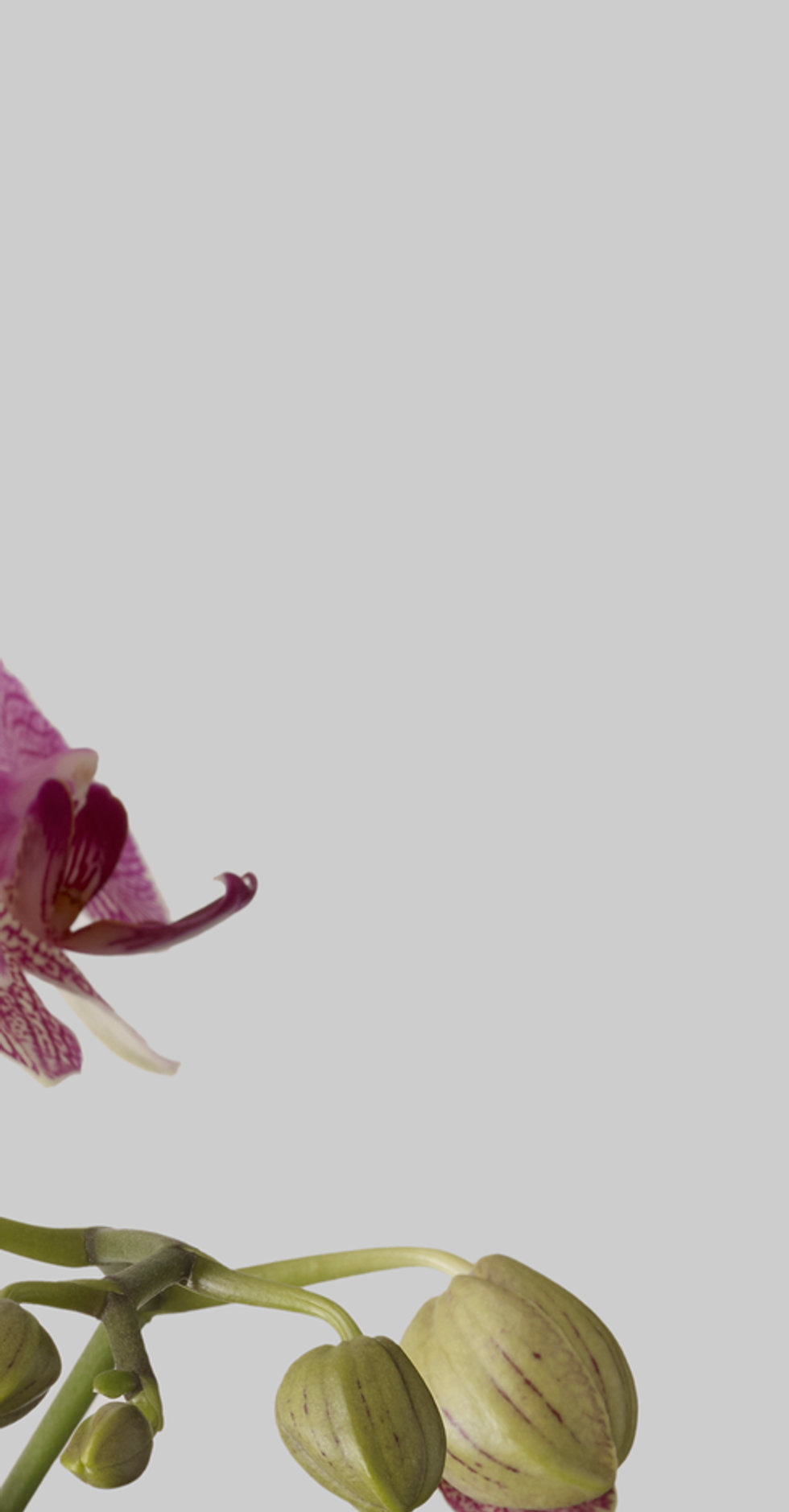 Orchids