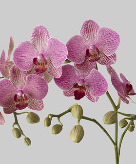 Pink Orchid Blooms