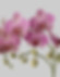 Orchideen