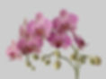 orchidées