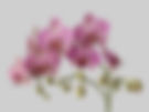 Orchids