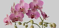 Orchids