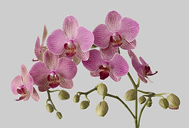 Orchids