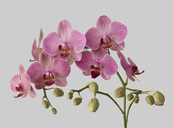 Orchids