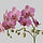 Orchids