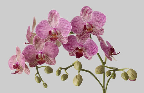Orchids