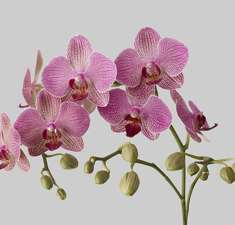 Orchids