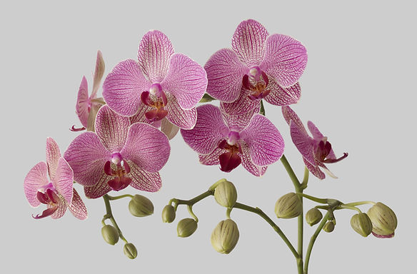 蘭