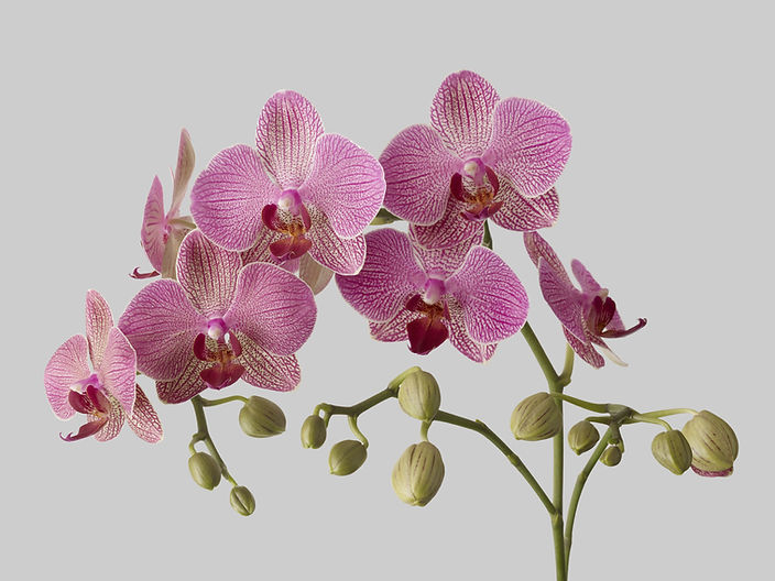 Orchids