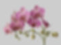Orchids