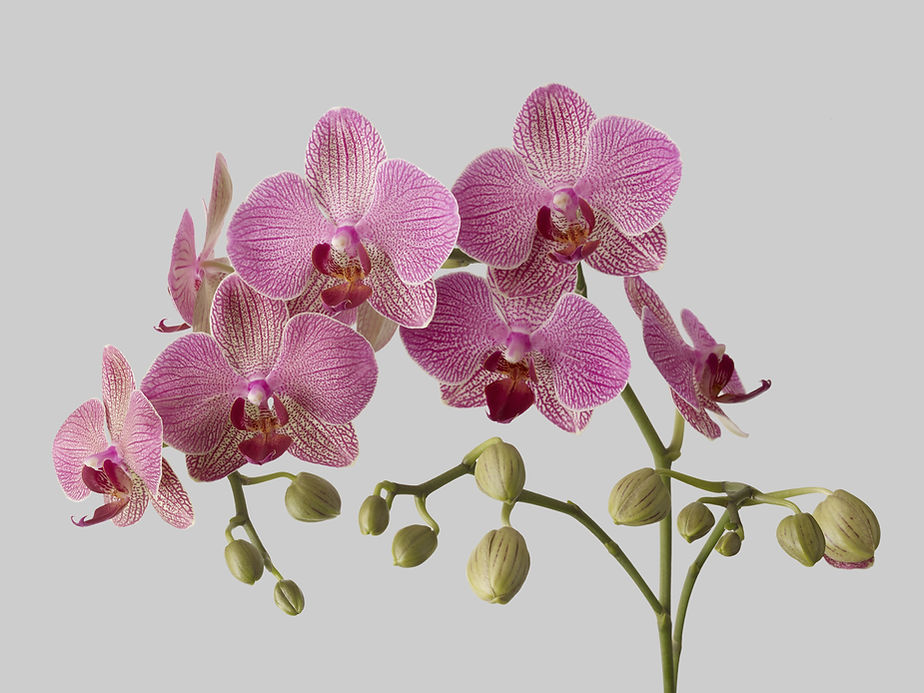 orchidées