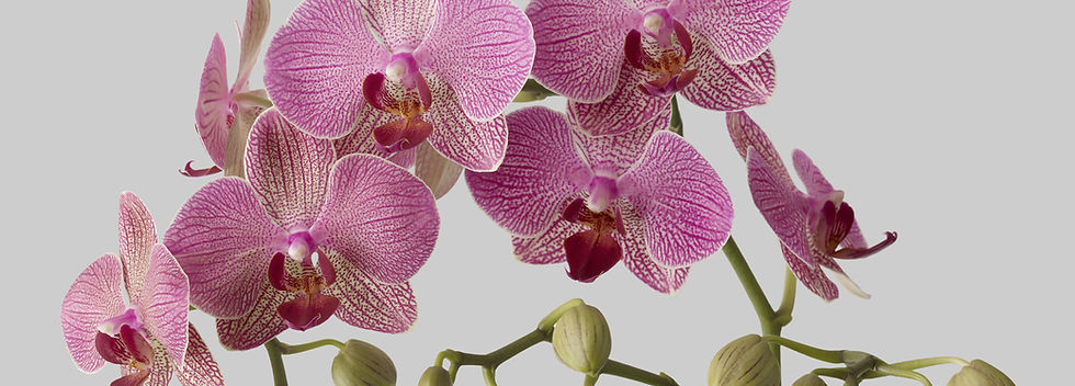 orquídeas