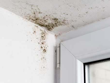 Mold - Identification and Clean Up