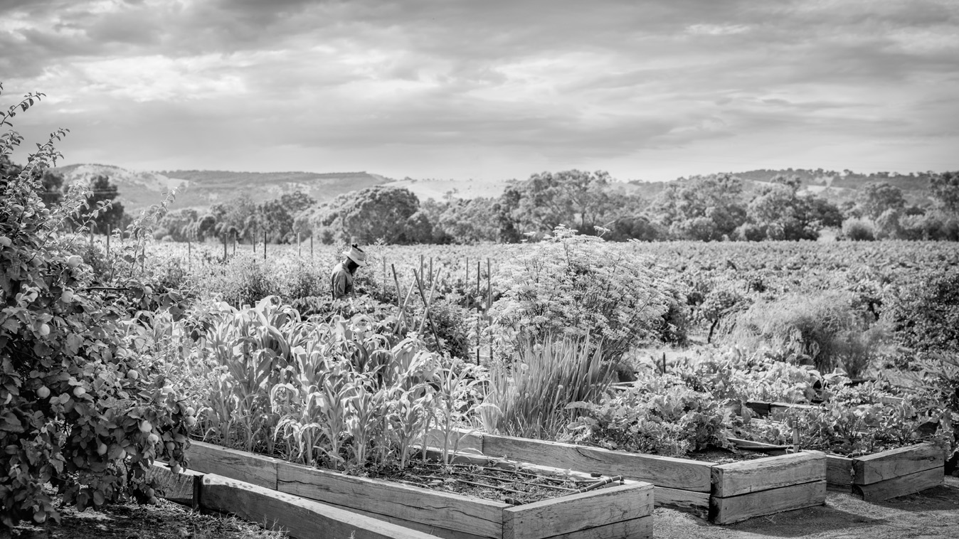 the currant shed about us