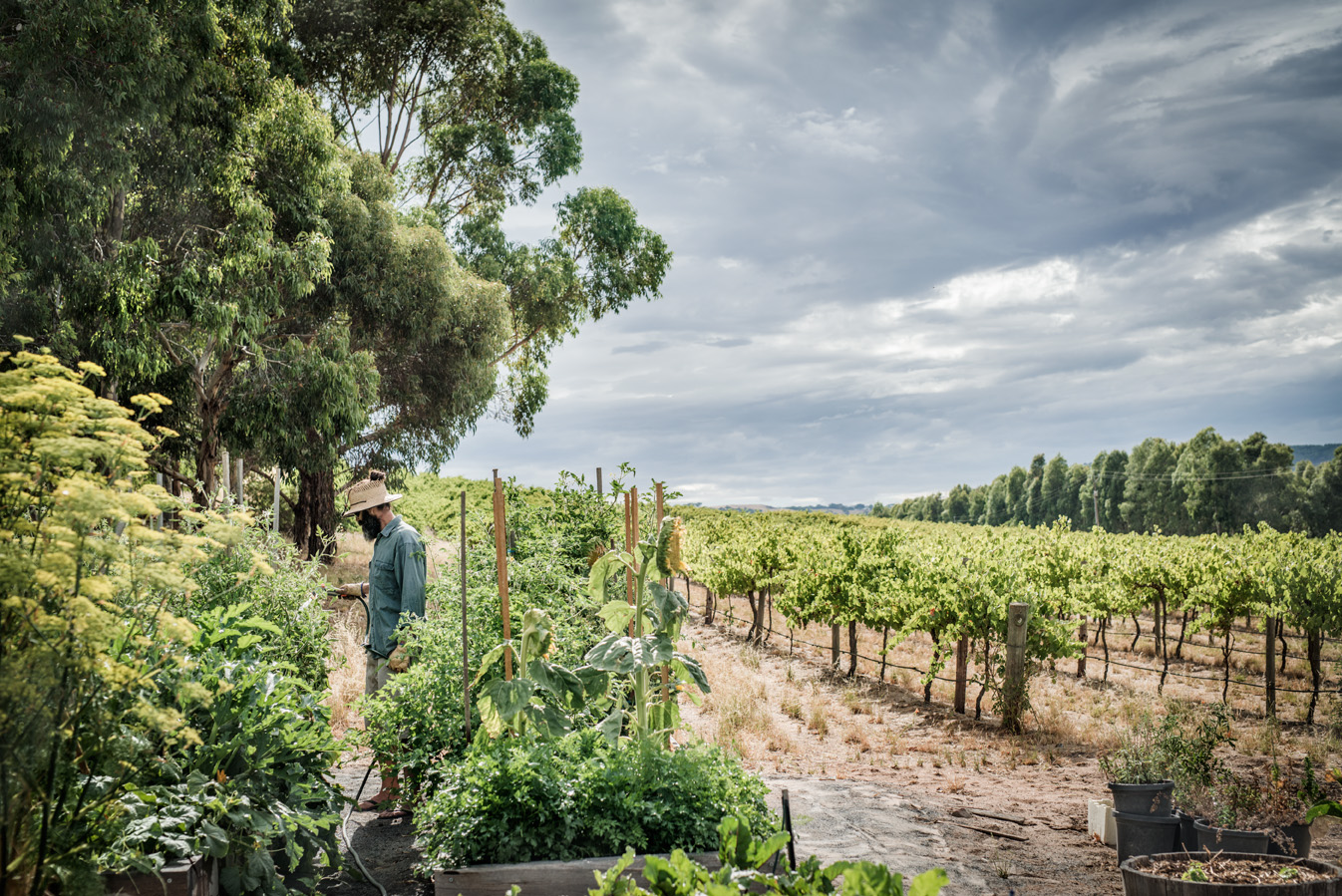 the currant shed about us