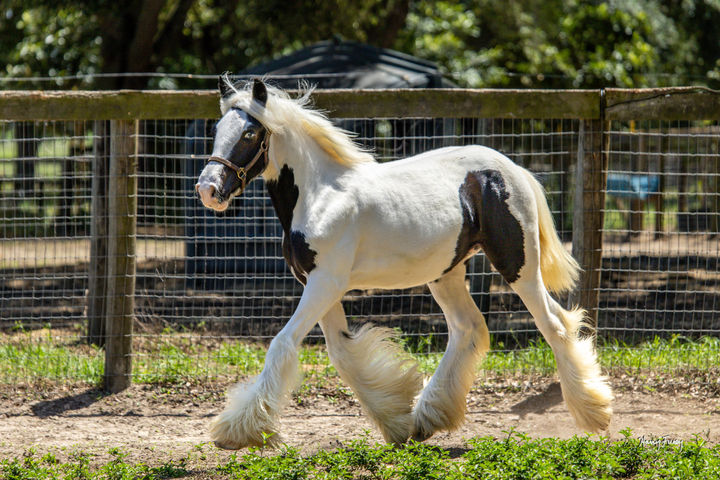 WICKED Cruella's Perdita