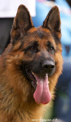 Team Marlboro Kashmir - Maternal Grandsire