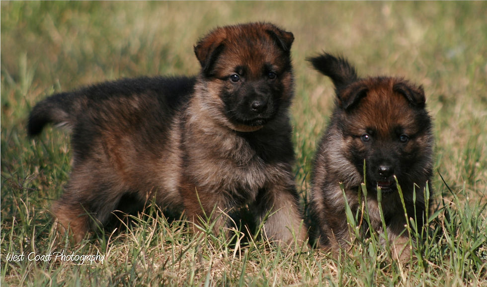 two german shepherd puppies playing