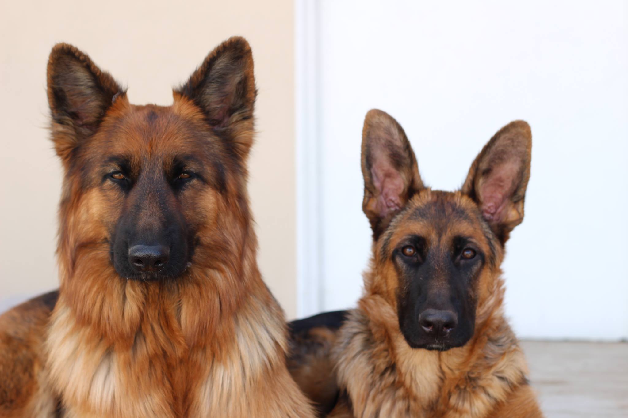 About Us West Coast German Shepherds United States