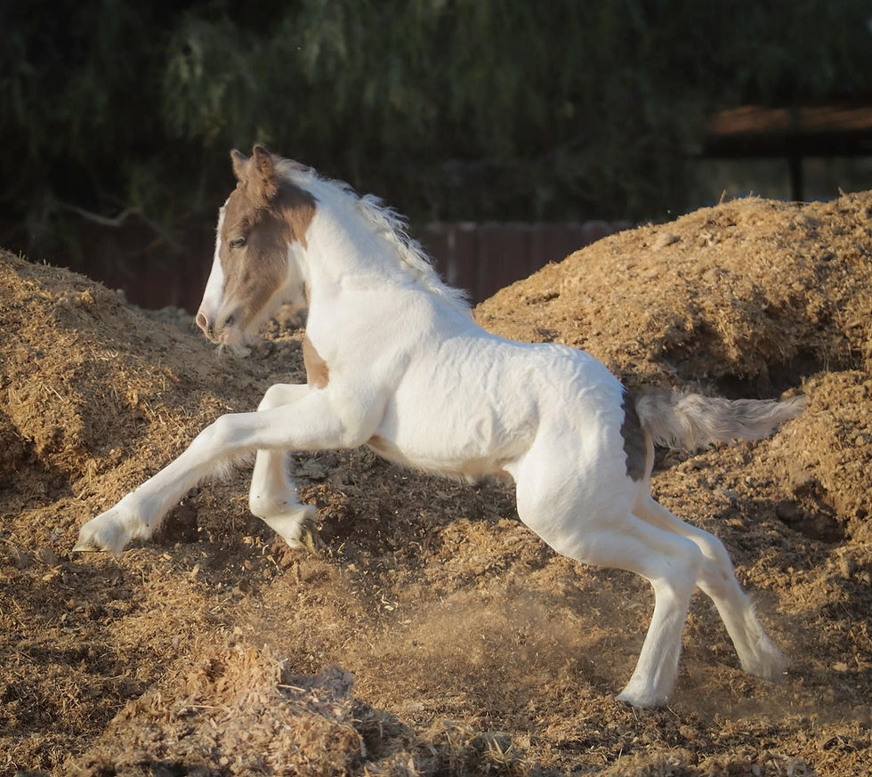 Welcome to Gypsy Fever Farm: Where Farm Life Meets Creative Living