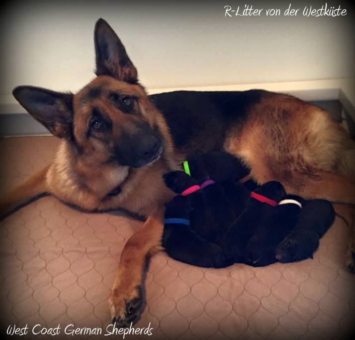 Porsche's first litter