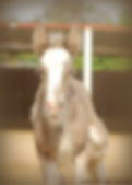Gypsy Vanner Filly Foal Shimmery from Gypsy Fever Farm Life