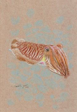 Cuttlefish 2