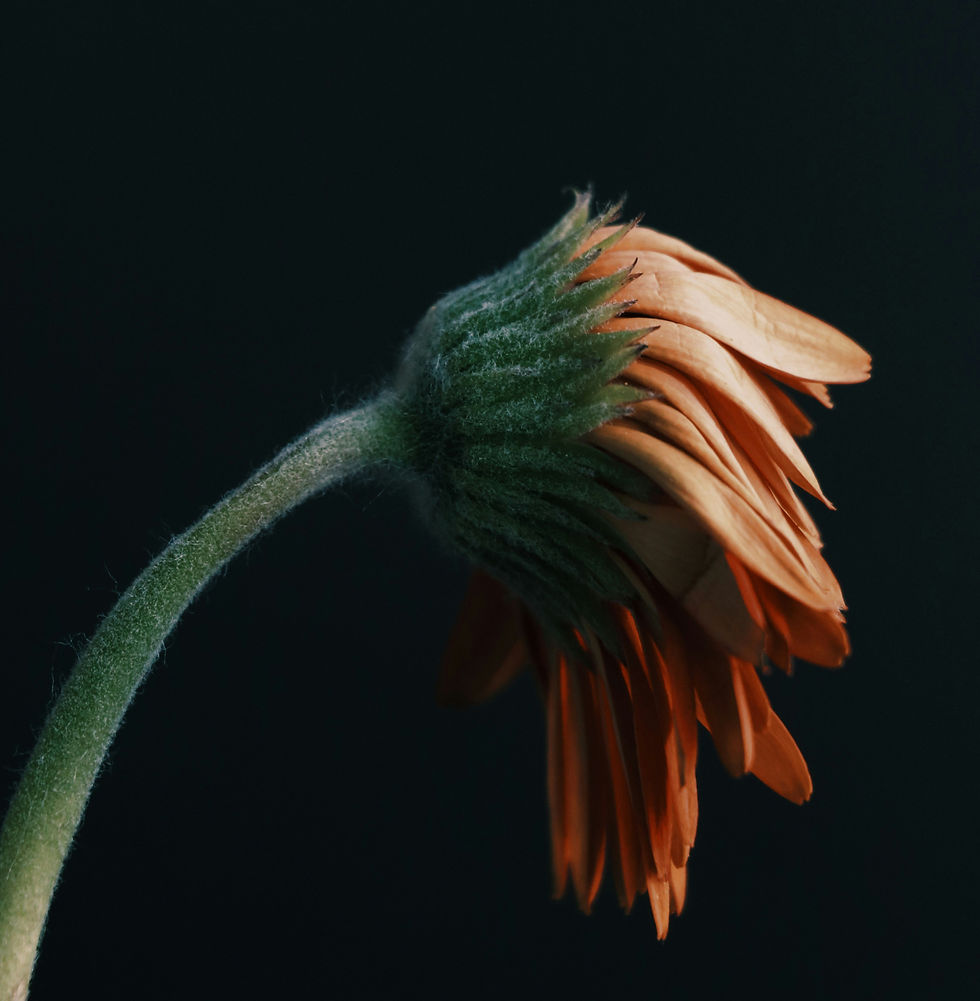 Imagem de uma flor sem agua